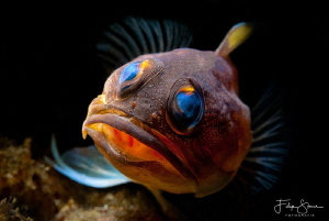 Jawfish, Manado, Sulawesi. by Filip Staes 